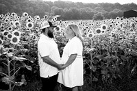 250710 sunflowers -00024b