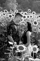 250710 sunflowers -00123b