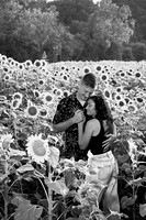 250710 sunflowers -00131b