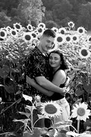 250710 sunflowers -00125b
