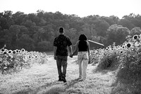 250710 sunflowers -00101b