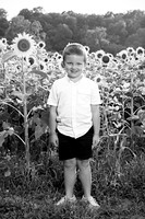 250710 sunflowers -00015b