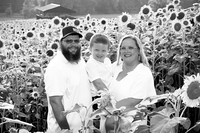 250710 sunflowers -00019b